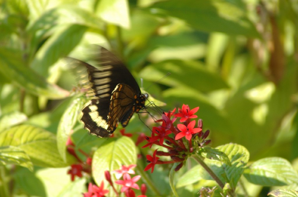 116 2010-01156339 Okeeheelee Nataure Center, FL.JPG - Montezuma's Cattlehart Butterfly (Parides montezuma). Okeeheelee Nature Center, FL, 1-15-2010